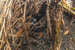 Lycodon futsingensis