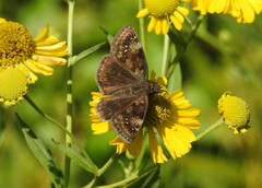 Erynnis baptisiae