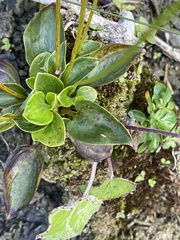 Parnassia glauca