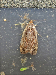 Olethreutes furfuranum
