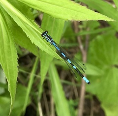 Coenagrion hastulatum