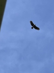 Spilornis holospilus