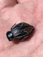 Insecta