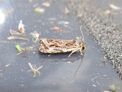 Olethreutes furfuranum