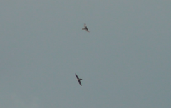 Gypaetus barbatus