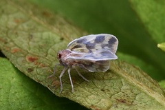 Borysthenes emarginatus