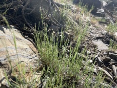 Muhlenbergia richardsonis