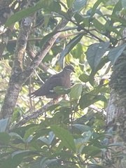 Phapitreron leucotis brevirostris
