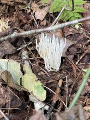 Clavaria fragilis