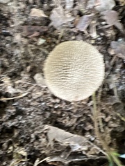 Lycoperdon echinatum