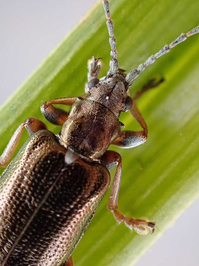 Germar's reed beetle