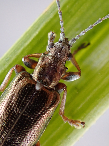 Germar's reed beetle