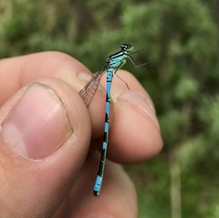 Coenagrion hastulatum
