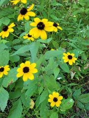 Rudbeckia triloba