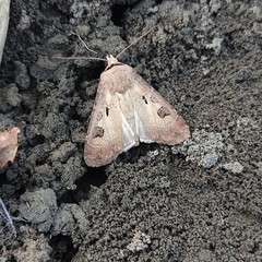 Agrotis exclamationis