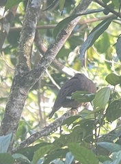 Phapitreron leucotis brevirostris