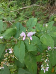 Desmodium paniculatum