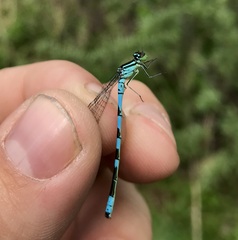 Coenagrion hastulatum