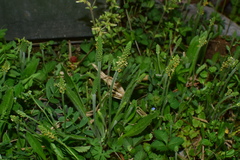 Plantago virginica