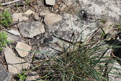 Allium schoenoprasum