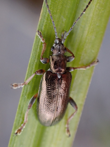 Germar's reed beetle photo 3