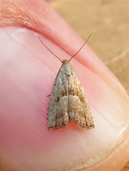 Hypenodes fractilinea