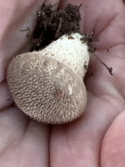 Lycoperdon echinatum