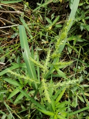 Echinochloa muricata