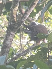 Phapitreron leucotis brevirostris