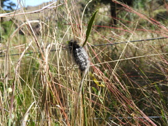 Podalia nigricostata