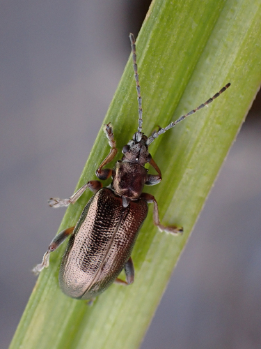 Germar's reed beetle photo 4