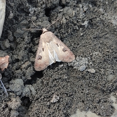 Agrotis exclamationis