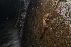Paramesotriton hongkongensis