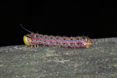 Anisota virginiensis