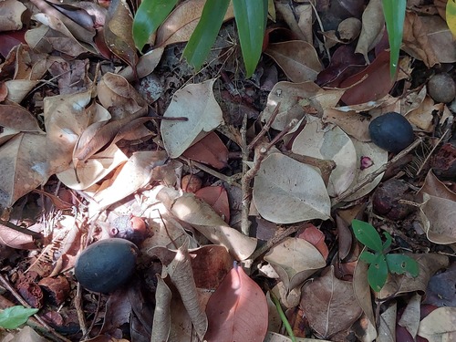 Syzygium paucivenium, photograph 4