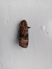 Amphipyra pyramidea