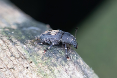 Anthribinae