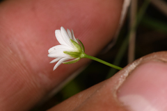 Stellaria longipes