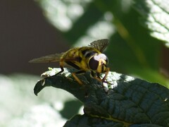 Myathropa florea