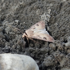 Agrotis exclamationis