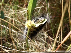 Podalia nigricostata