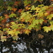 London Plane - Photo (c) James Bailey, some rights reserved (CC BY-NC), uploaded by James Bailey