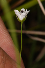 Stellaria longipes