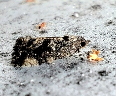 Gymnandrosoma punctidiscanum