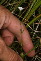 Stellaria longipes