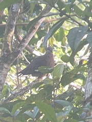 Phapitreron leucotis brevirostris