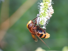 Volucella zonaria