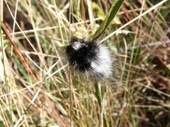 Podalia nigricostata