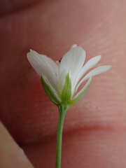 Stellaria longipes