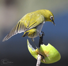 Zosterops virens capensis